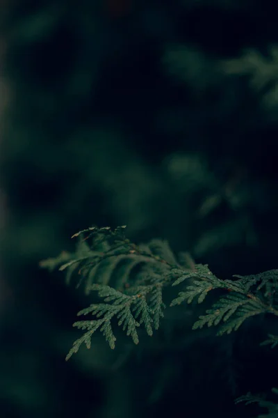 Темно Капризный Вечнозеленый Фон Туджи — стоковое фото