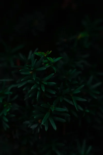 Dunkel Launisch Immergrüner Baumhintergrund — Stockfoto