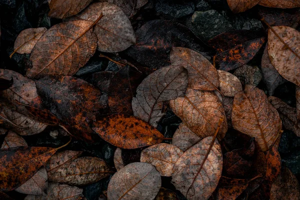 Escuro Temperamental Desbotada Outono Folha Fundo Marrom Queda Plantas Decadência — Fotografia de Stock