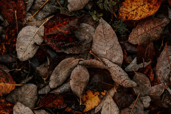 Темно Капризный Поблекший Осенний Лист Коричневые Осенние Растения Гниют — стоковое фото