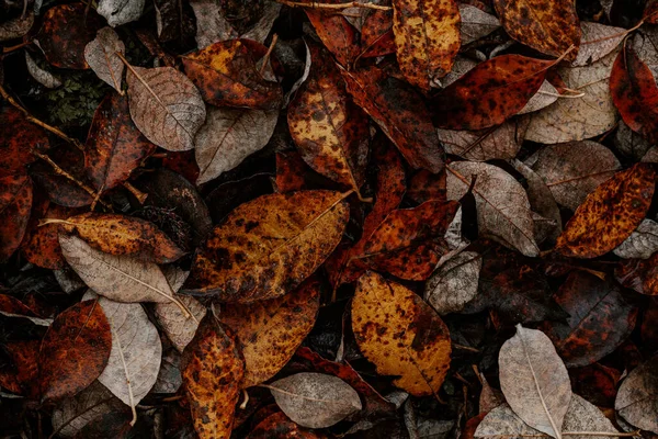 暗い気分秋の葉の背景 茶色の秋の植物の崩壊 — ストック写真