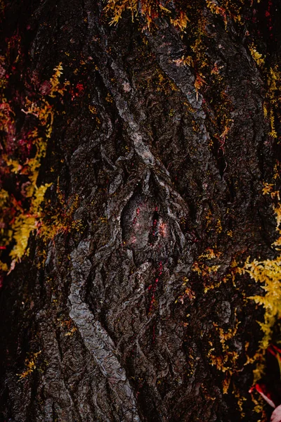 Dunkel Launisch Baum Mystische Rinde Hintergrund Textur Mit Moos — Stockfoto