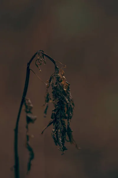 Dunkel Launisch Verblasst Herbst Blatt Hintergrund Braun Herbst Pflanzen Verfall — Stockfoto