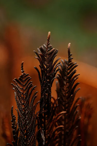 Mörk Lynnig Bleknat Höst Löv Bakgrund Falla Växter Förfall — Stockfoto