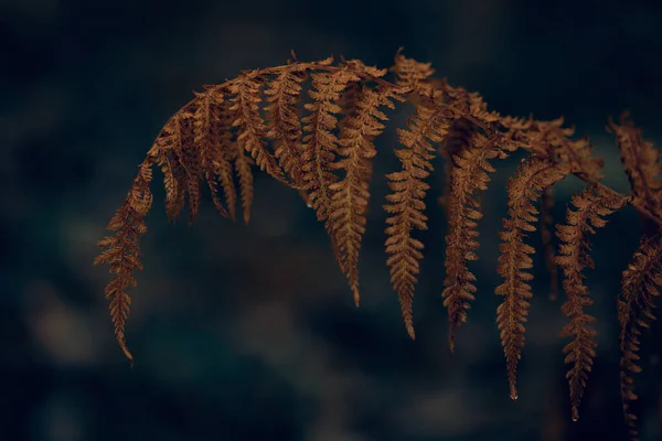 Mörk Lynnig Bleknat Höst Löv Bakgrund Brun Falla Växter Förfall — Stockfoto
