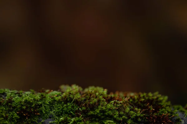 Dark Moody Tree Moss Background Texture — Stock Photo, Image