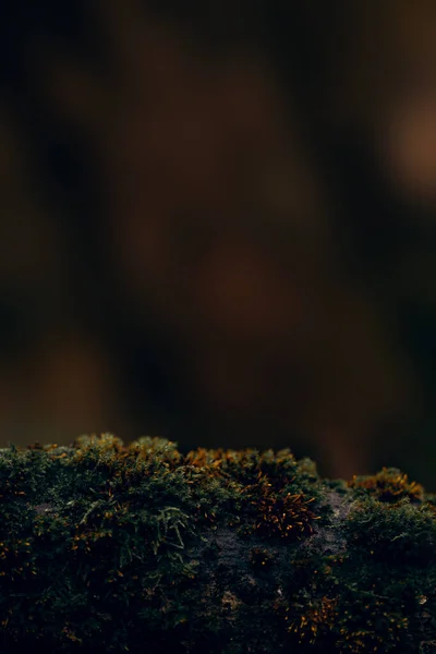 苔を背景にした濃いムーディーの木 — ストック写真