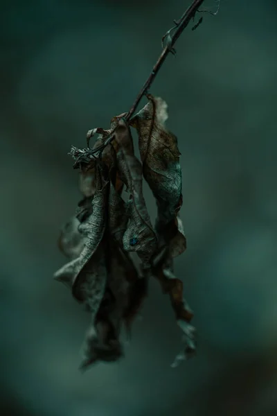 Dark Moody Faded Autumn Leaf Background Fall Plants Decay — Stock Photo, Image