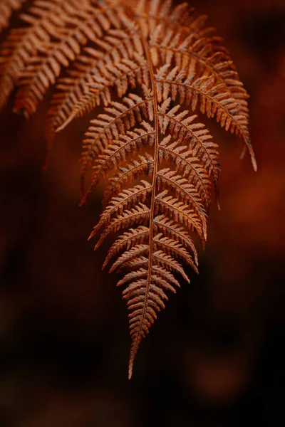 秋天的叶子背景暗淡 秋天的植物枯萎 — 图库照片