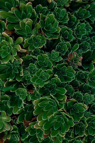 Close Sappige Planten Natuurlijke Achtergrond Textuur — Stockfoto