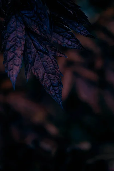 Donker Humeurig Vervaagde Herfst Blad Achtergrond Blauwe Herfst Planten Verval — Stockfoto
