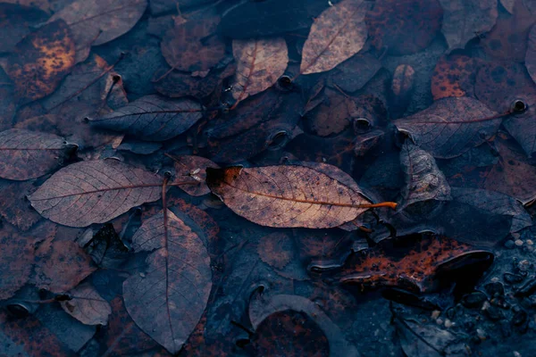 Σκούρο Κυκλοθυμικό Ξεθωριασμένο Φθινοπωρινό Φύλλο Στο Νερό Φόντο Καφέ Φθινοπωρινά — Φωτογραφία Αρχείου