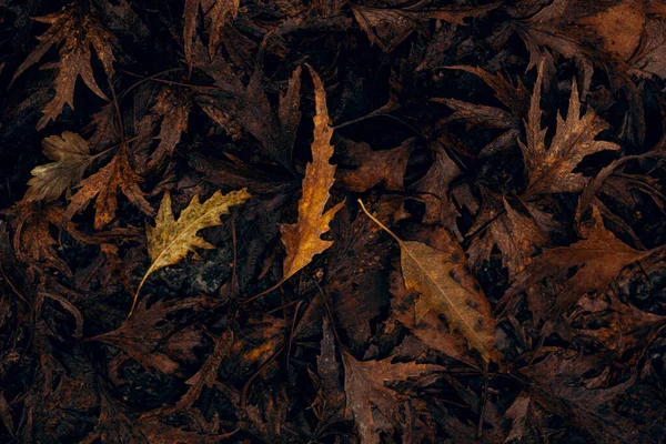 Tmavý Náladový Vybledlý Podzimní List Pozadí Hnědé Podzimní Rostliny Rozklad — Stock fotografie