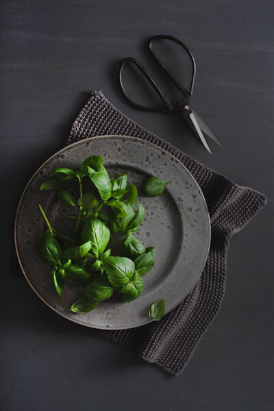 fresh basil herb on grey background