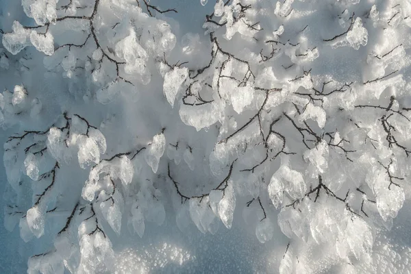 Abstracto Invierno Hielo Plantas Nieve Fondo — Foto de Stock