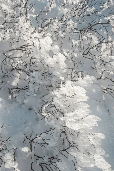Abstracte Winter Ijsplanten Sneeuw Achtergrond — Stockfoto
