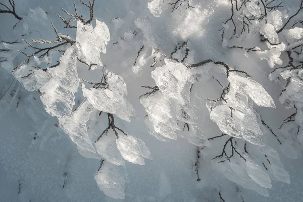 Abstracto Invierno Hielo Plantas Nieve Fondo — Foto de Stock