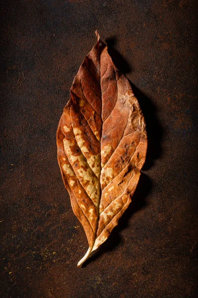 Dark Moody Faded Brown Autumn Leaf Background Fall Decay — Stock Photo, Image