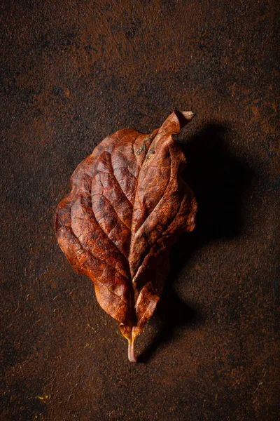 Dunkel Launisch Verblasst Braun Herbst Blatt Hintergrund Herbst Zerfall — Stockfoto