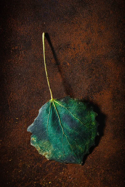 Dunkel Launisch Verblasst Grün Herbst Blatt Hintergrund Herbst Zerfall — Stockfoto