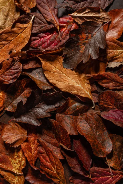 Темно Капризный Выцветший Коричневый Осенний Лист Фона Осенний Распад — стоковое фото