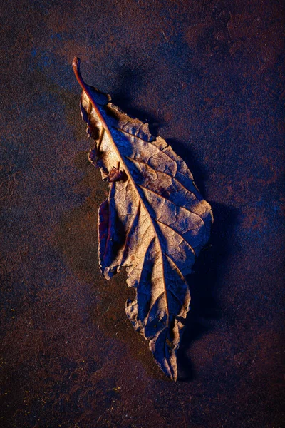 深沉的心情淡淡的褐色和蓝色的秋叶背景 秋天的衰败 — 图库照片