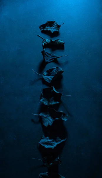 Σκούρο Μελαγχολικό Ξεθωριασμένο Μπλε Φόντο Φύλλων Φθινοπώρου Φθινοπωρινή Φθορά — Φωτογραφία Αρχείου