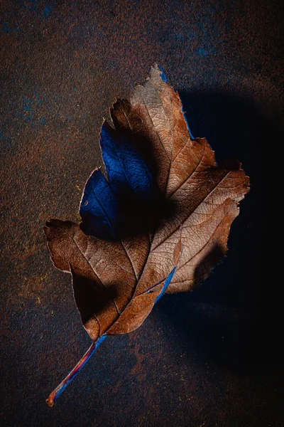 Dunkel Launisch Verblasst Braun Und Blau Herbst Blatt Hintergrund Herbst — Stockfoto