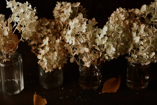 Ciemny Nastrój Wyblakły Jesień Hydrangea Kwiat Brązowy Upadek Roślin Rozkładu — Zdjęcie stockowe