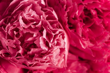 2023 renk Viva Magenta, güzel pembe şakayık çiçeği arkaplan
