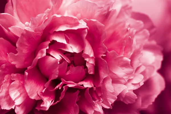 2023 Color Viva Magenta Beautiful Pink Peony Flower Background — Stock Photo, Image