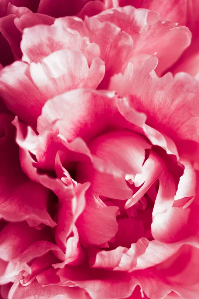 2023 Barva Viva Purpurová Krásné Růžové Pivoňkové Květinové Pozadí — Stock fotografie