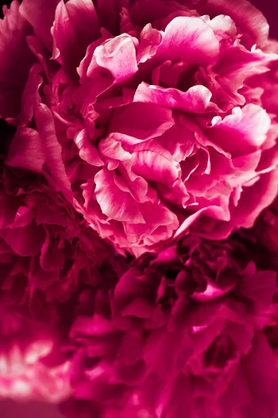 2023 Couleur Viva Magenta Beau Fond Fleur Pivoine Rose — Photo