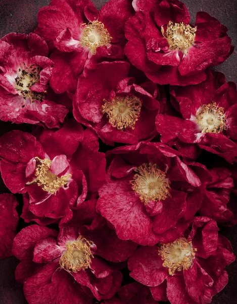 2023年的色彩Viva Magenta 美丽的粉红色玫瑰背景 — 图库照片