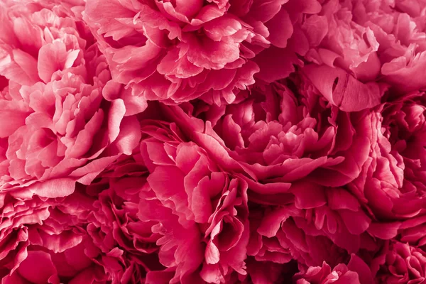 2023色Viva Magenta 美しいピンク牡丹の花の背景 — ストック写真