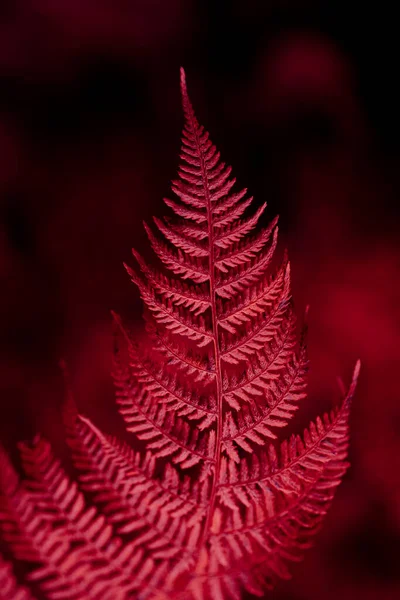 2023 Color Viva Magenta Dark Moody Faded Autumn Leaf Background — Stock Photo, Image