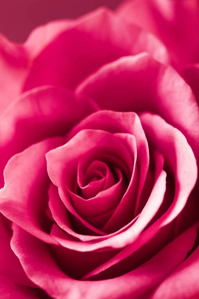 2023 Color Viva Magenta Beautiful Pink Rose Flower Background — Stock Photo, Image