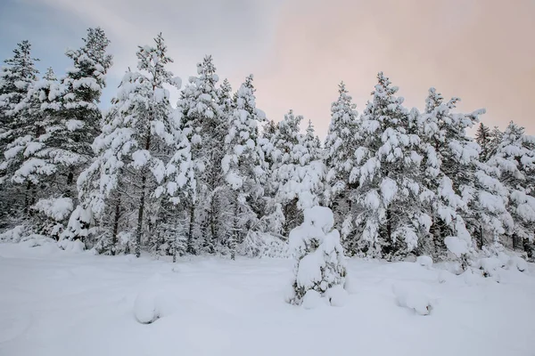 Bela Paisagem Inverno Árvore Neve — Fotografia de Stock