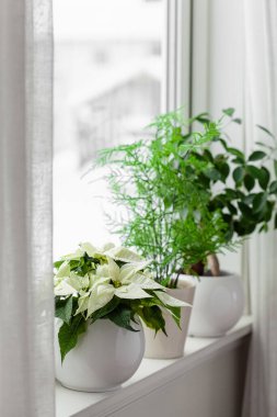 Beyaz rahat pencere düzenleme, kış noeli konsepti, noktalı çiçek