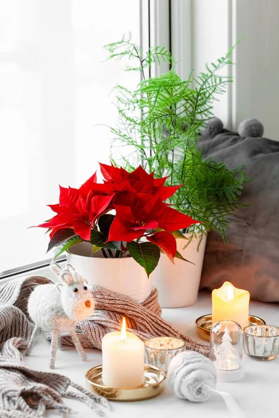white cozy window arrangement, winter christmas concept, poinsettia flower, candles lights