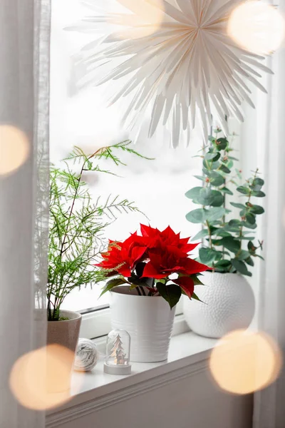 white cozy window arrangement, winter christmas concept, red poinsettia flower, lights