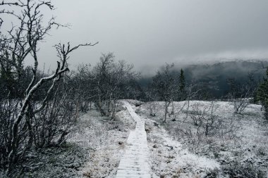 Karanlık, karamsar, sisli bir arazi. Norveç 'in Rogne tepesine giden yolu.