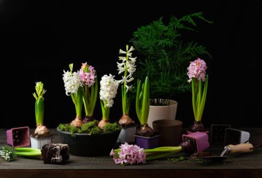 planting winter or spring flowers hyacinth on black background, gardening concept