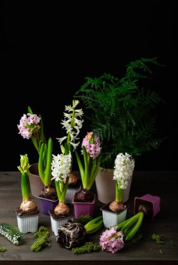 planting winter or spring flowers hyacinth on black background, gardening concept