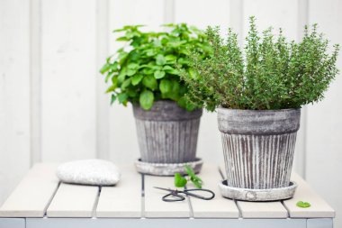 Limon merhemi (melissa) ve kekik otu balkonda saksıda, şehir konteynır bahçesi konsepti