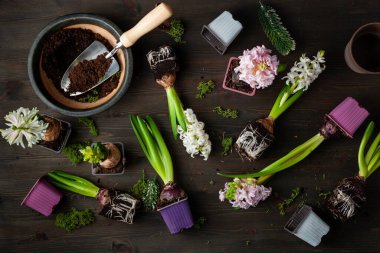 planting winter or spring flowers hyacinth on black background, gardening concept