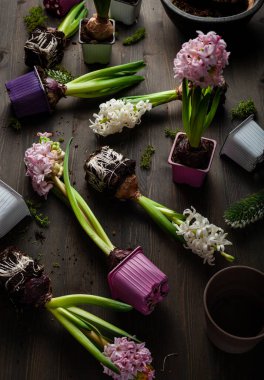 planting winter or spring flowers hyacinth on black background, gardening concept