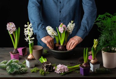man gardener planting winter or spring flowers hyacinth on black background
