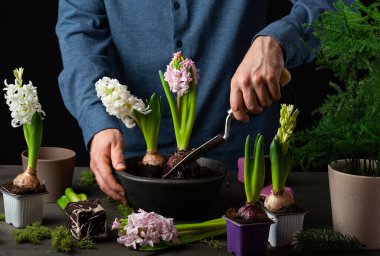 man gardener planting winter or spring flowers hyacinth on black background