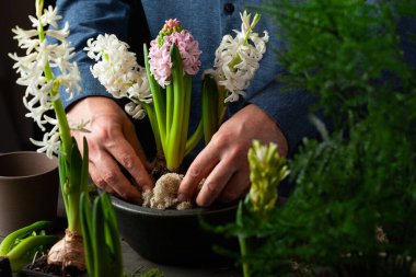 man gardener planting winter or spring flowers hyacinth on black background